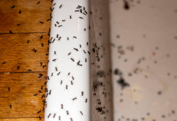 Best Residential Pest Control  in Jackson, GA