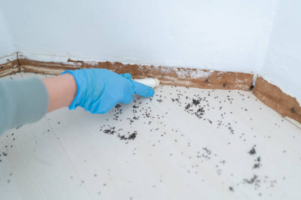 Best Wasp Removal Services  in Jackson, GA